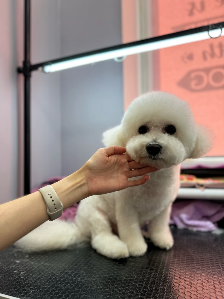 Бішон з круглою головою та вушками поклав голову на пальці грумера