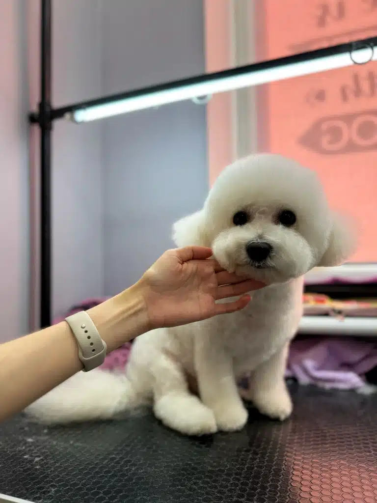 Бішон з круглою головою та вушками поклав голову на пальці грумера