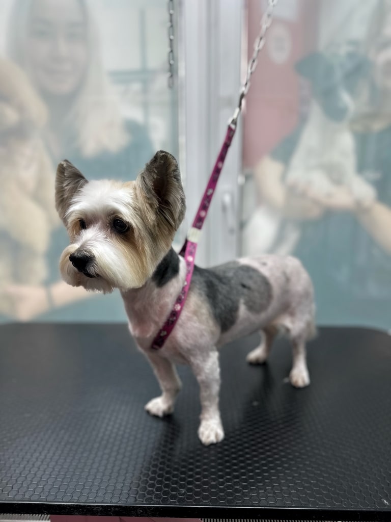 Бівер-йорк має дуже коротку шерсть на тулубі та лапах, тому видно трохи рожевий колір шкіри