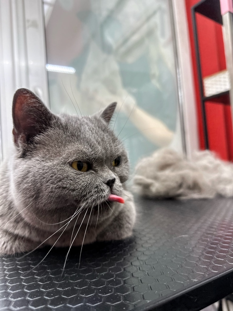 Сірий британський кіт з довгим язиком сидить поруч з купою вичесаного підшерстя