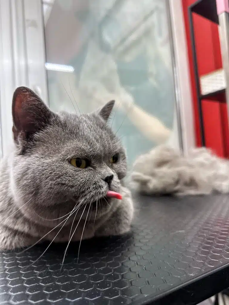 Сірий британський кіт з довгим язиком сидить поруч з купою вичесаного підшерстя