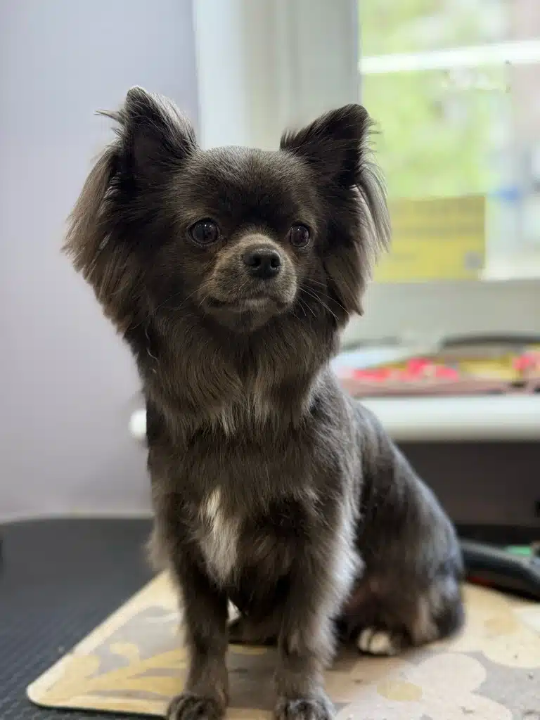 Темно-коричневий чихуахуа з білою шерстю на грудці та задній лапі має гриву як у лева