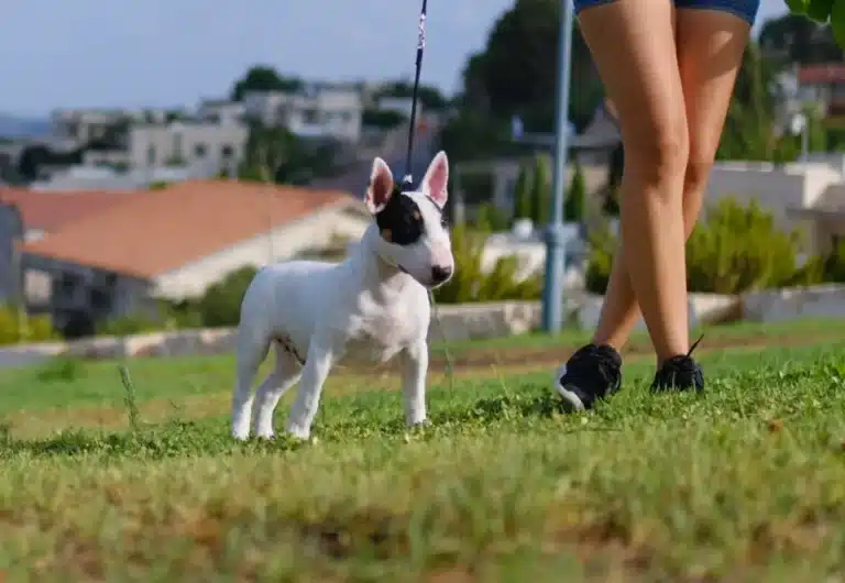 Маленький бультер'єр йде поруч з дівчиною в джинсових шортах в сонячний день