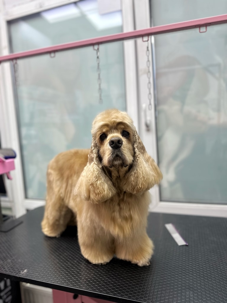 Світло-коричневий кокер-спанієль має довгі вушка, половину яких грумер забрив