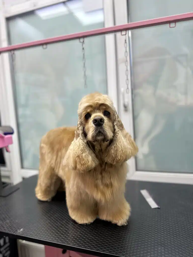 Світло-коричневий кокер-спанієль має довгі вушка, половину яких грумер забрив