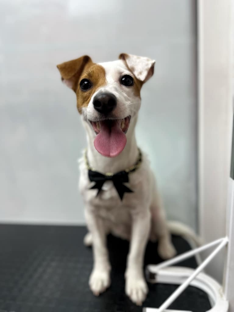 Білий джек-рассел з коричневою шерстю на правому боці голови має чорного метелика на шиї