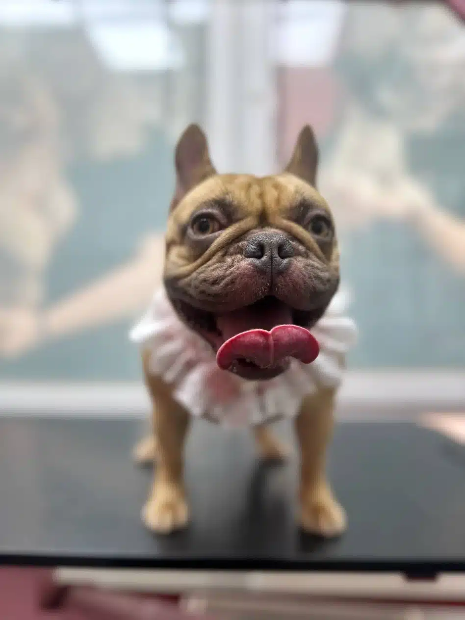 Французький бульдог з мереживом на шиї висолопив язика та підняв його до носа