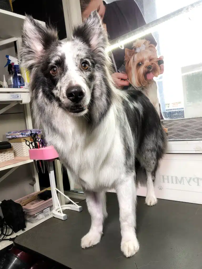 Пес породи бордер-коллі з забарвленням "мерль" стоїть біля вікна на столі