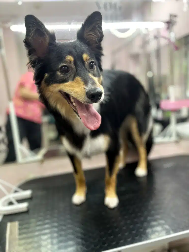 Пес середньої породи з триколірним забарвленням стоїть перед яскраво освітленим дзеркалом