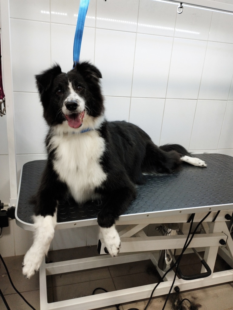 Грумер зафіксував синьою ринговкою чорно-білого бордер-коллі на великому столі