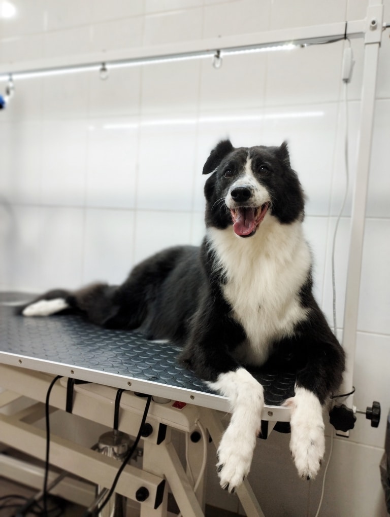 Чорно-білий бордер-коллі звісив передні лапки з великого грумерського стола