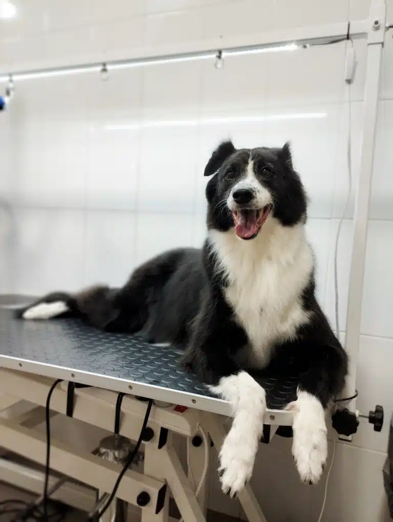 Чорно-білий бордер-коллі звісив передні лапки з великого грумерського стола