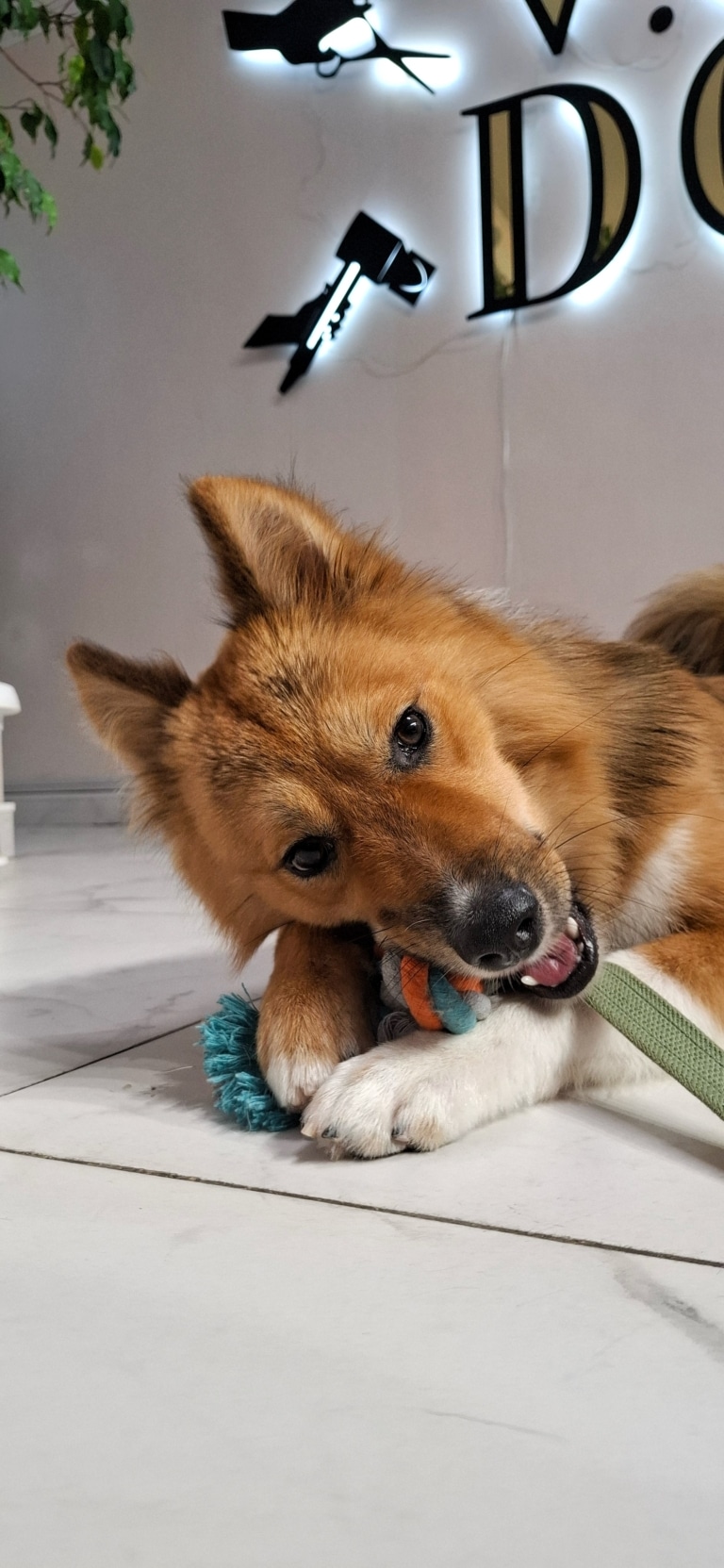 Рудий пес з білими лапками гризе кольоровий канатик на білій підлозі