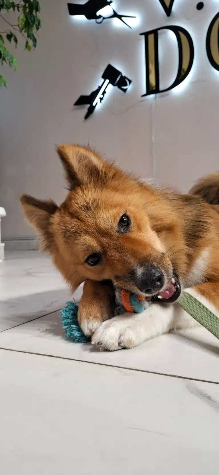 Рудий пес з білими лапками гризе кольоровий канатик на білій підлозі