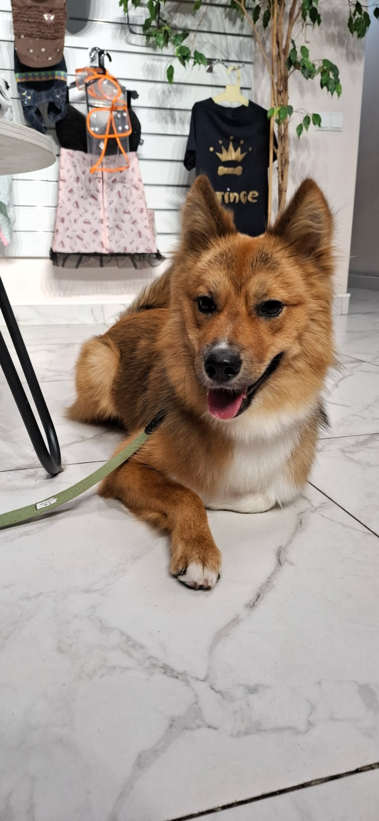 Рудо-білий пес на зеленому повідці лежить в приймальні грумінг-салону