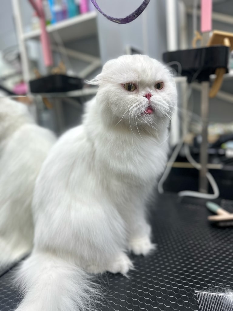 Білий кіт з малесенькими вушками сидить на чорному столі під прикріпленою фіолетовою ринговкою