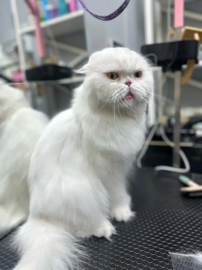 Білий кіт з малесенькими вушками сидить на чорному столі під прикріпленою фіолетовою ринговкою