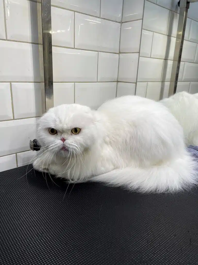 Білий кіт лежить в кутку стола, задом до дзеркала