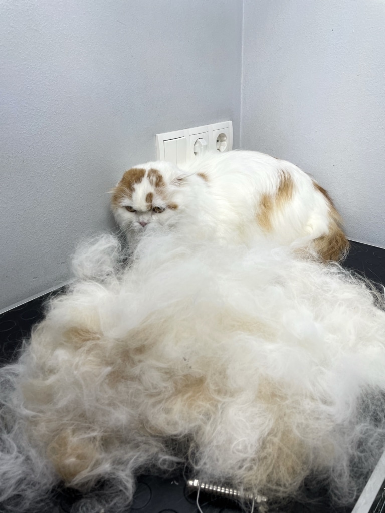 Білий кіт з рудими плямками забився в куток, дивлячись на гору свого вичесаного підшерстя