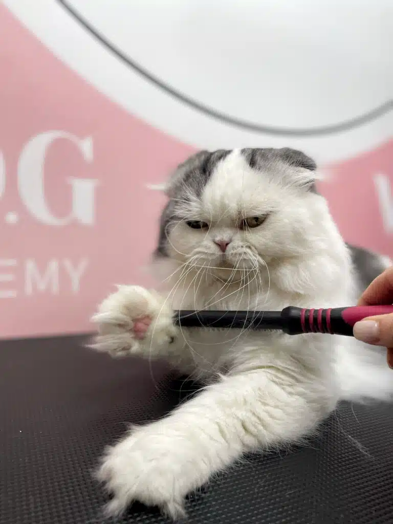 Злий кіт підняв передню лапу, намагаючись впіймати гребінець, яким користується грумер