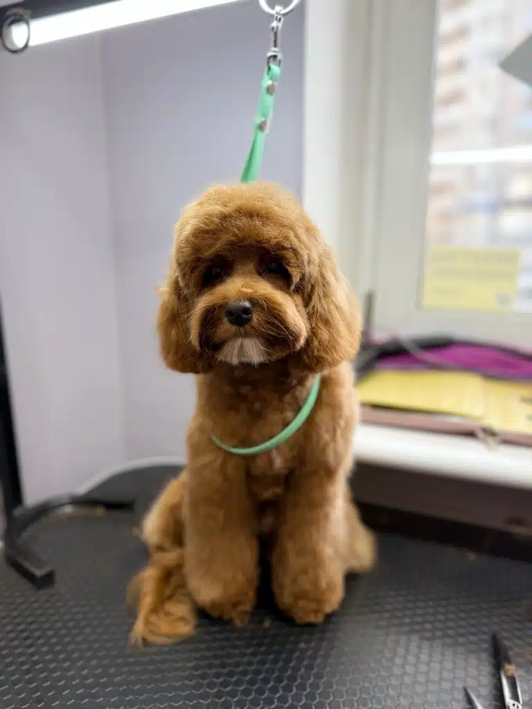 Коричневий мальтіпу на зеленій ринговці сидить спиною до підвіконня з жовтим блокнотом на ньому