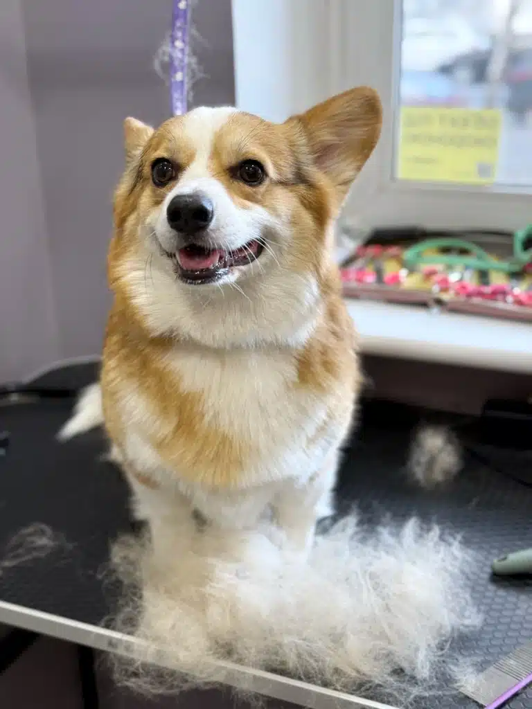 Перед коргі лежить невеличка купка білого підшерстя, що грумер вичесав перед купанням