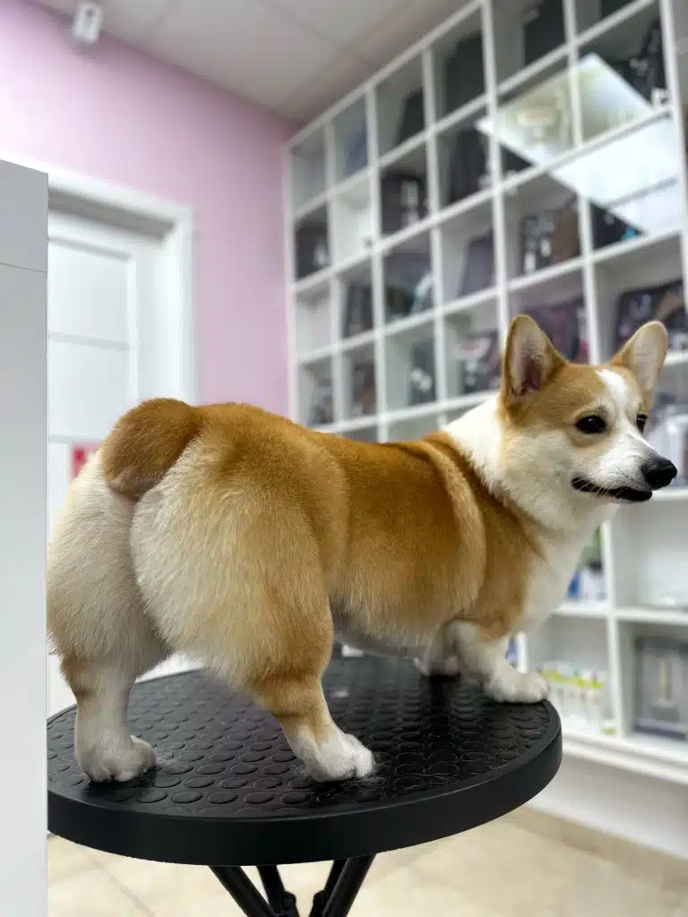 Коргі на круглому столі демонструє підстрижену попку після грумінгу