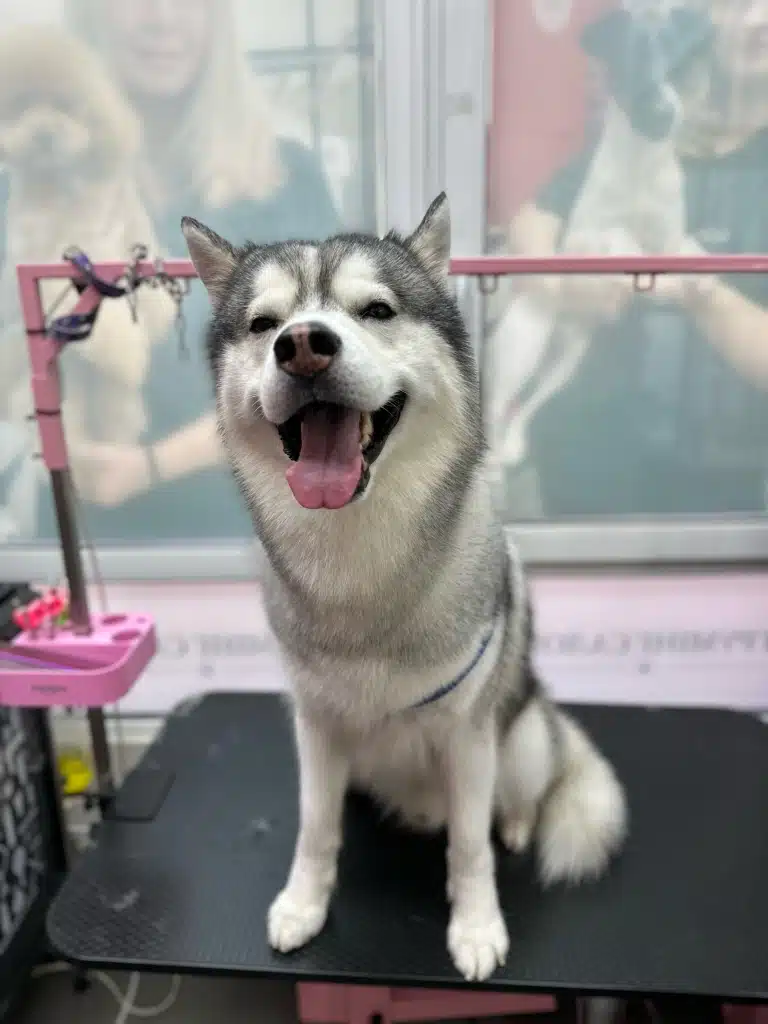 Хаскі має задоволений вигляд та чисту шерсть після візиту до грумера в салон
