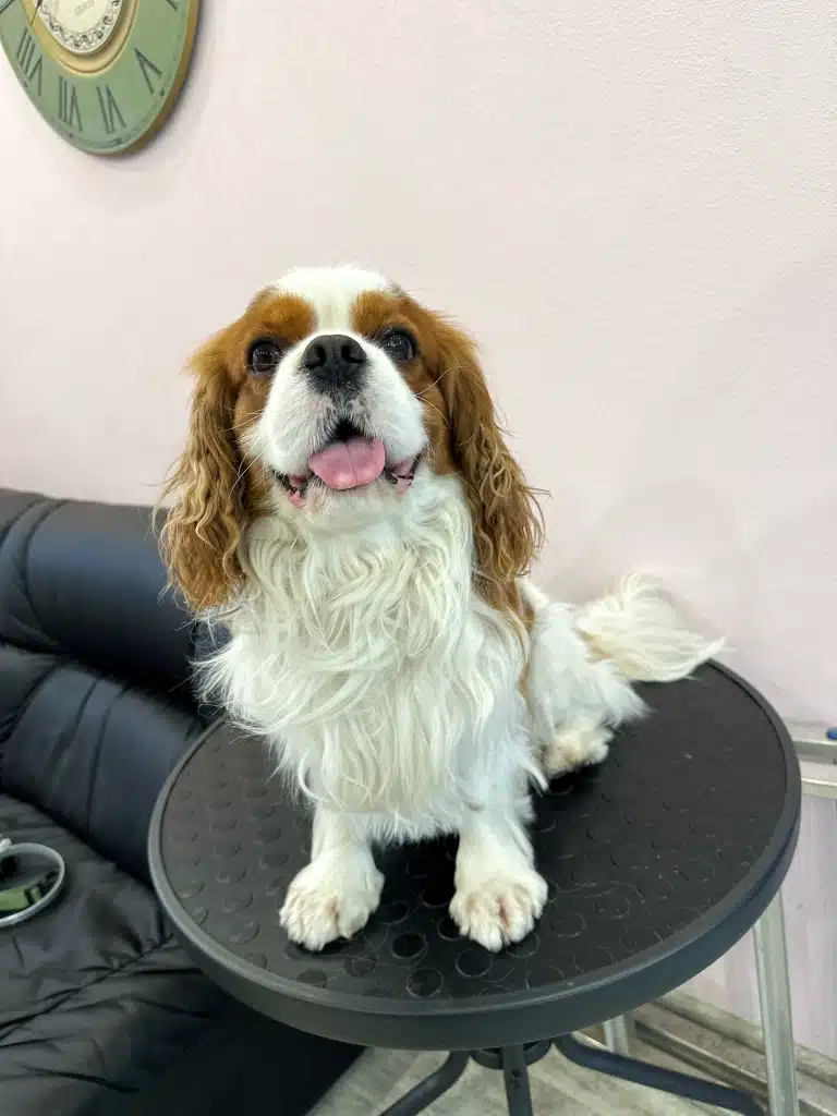 Спанієль з хвилястою шерстю на вушках та грудці сидить на круглому столі в очікуванні грумінгу