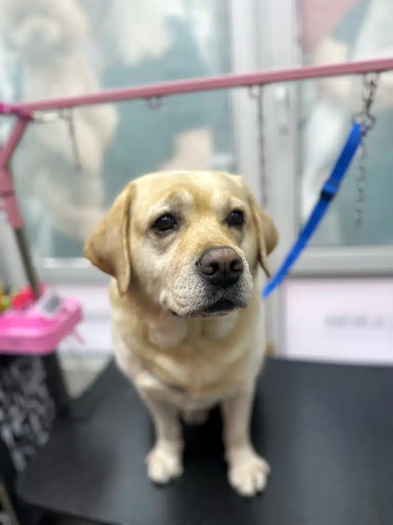 Лабрадор на синій ринговці спокійно сидить спиною до вікна у грумерській кімнаті