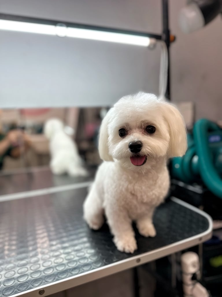Підстрижений мальтезе сидить на грумерському столі поруч з зеленим бустером