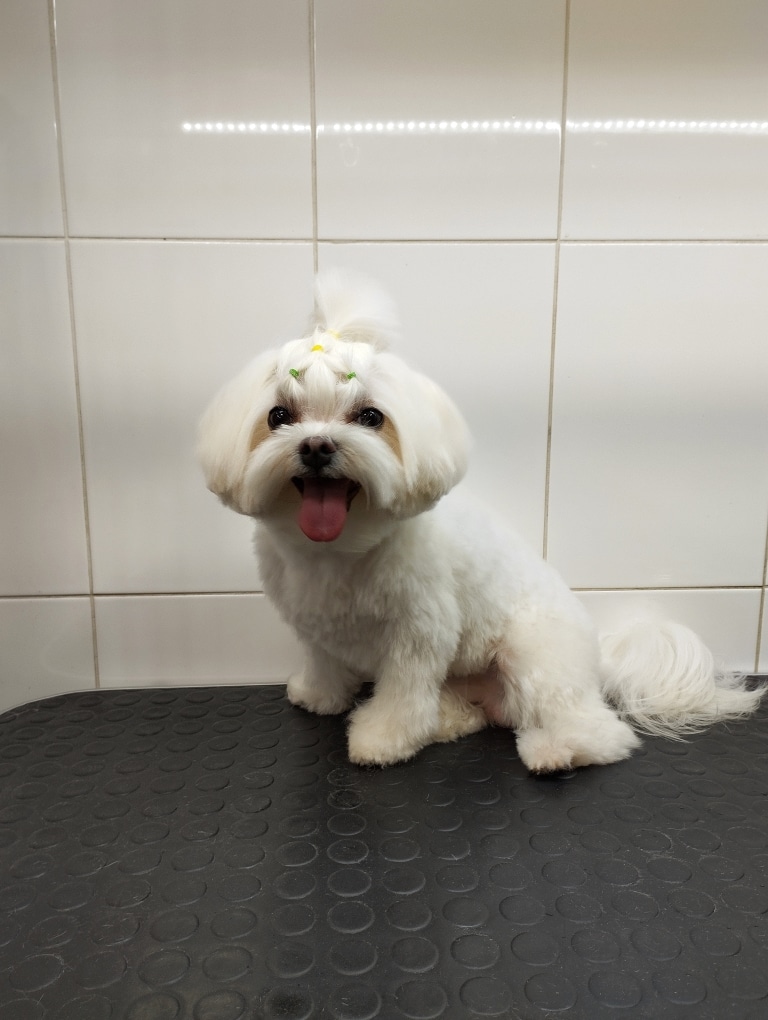 Мальтезе з заплетеним топ кнотом притулився до холодної плитки, сидячи на чорному столі