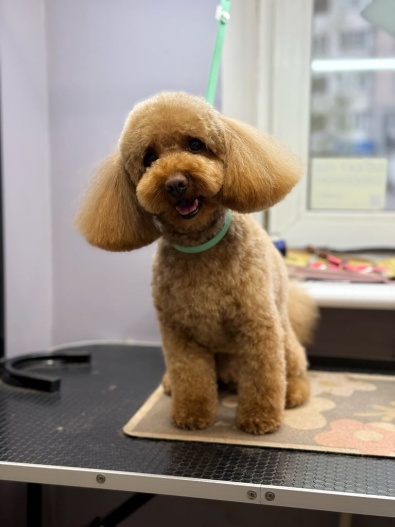 Пудель з короткими лапками і об'ємними трикутними вушками сидить на килимку, який поклав на стіл грумер