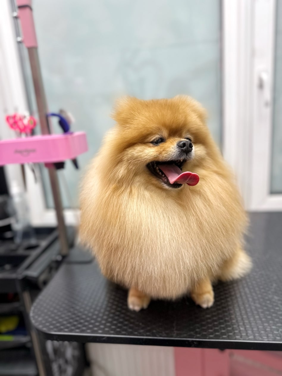 Рудий шпіц з об'ємною грудкою висолопив довгого язика, примруживши очі від яскравого світла