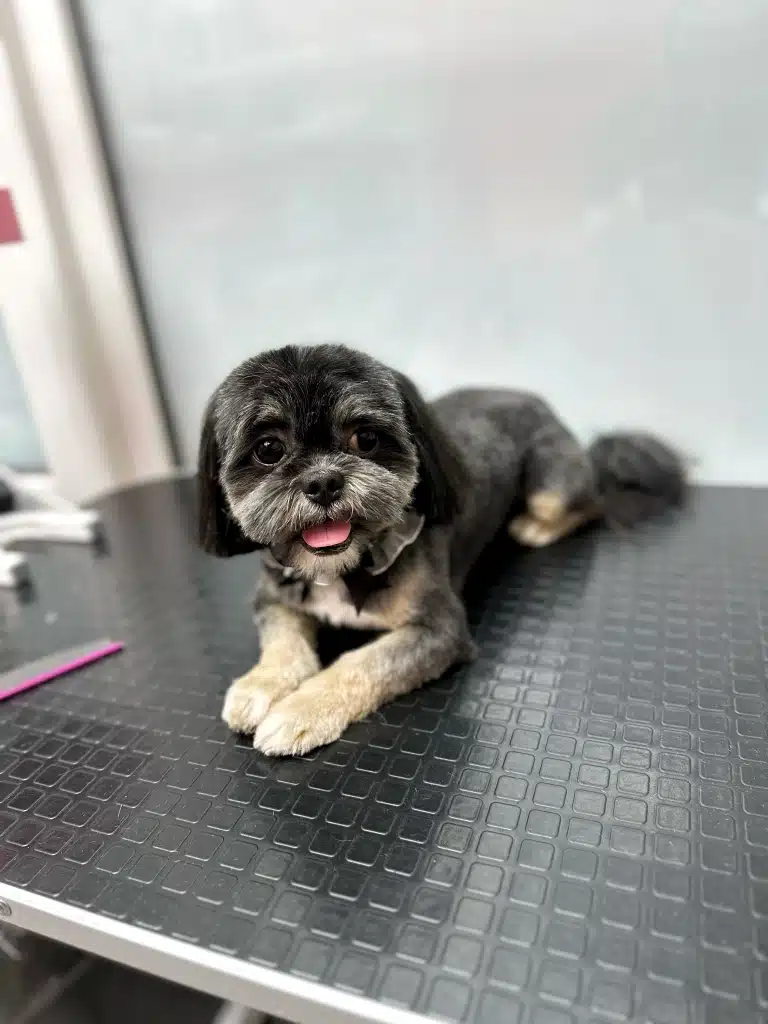 Чорний ши-цу зі світлими лапками лежить на столі спиною до стіни поруч з фіолетовим гребінцем