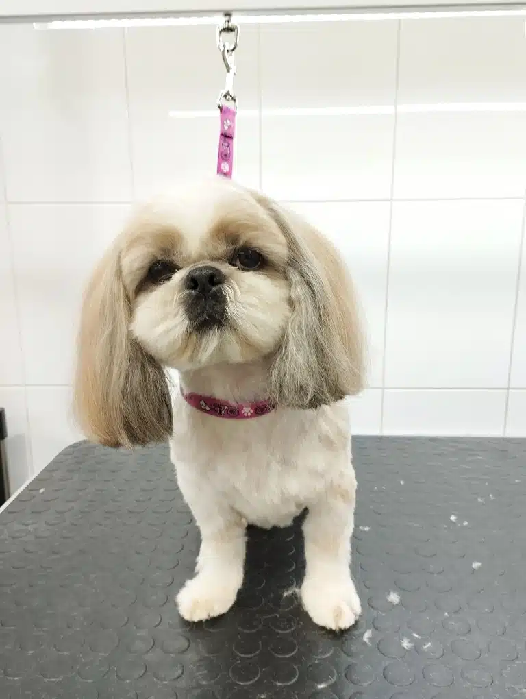 Після стрижки ши-цу на столі ще залишилось трохи шерсті, яку грумер не прибрав