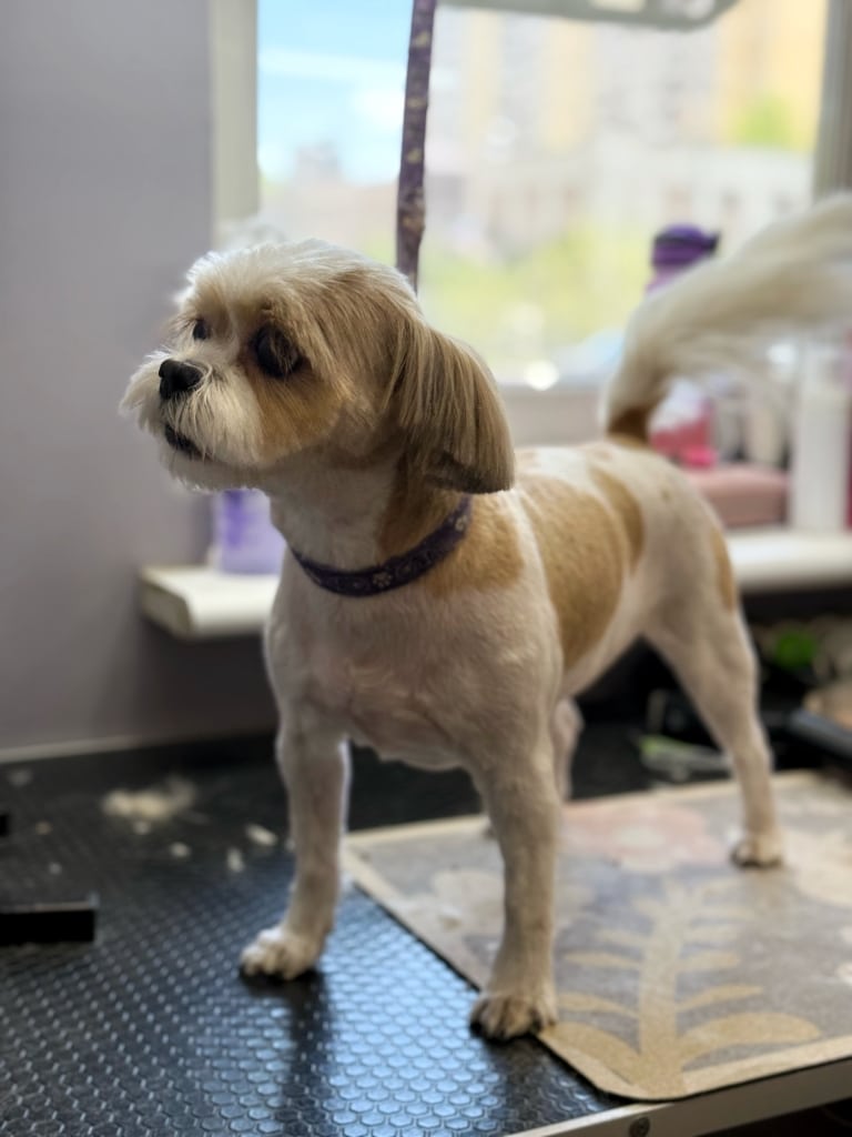 Після стрижки ши-цу має майже голе тіло і пухнасті вушка та хвіст