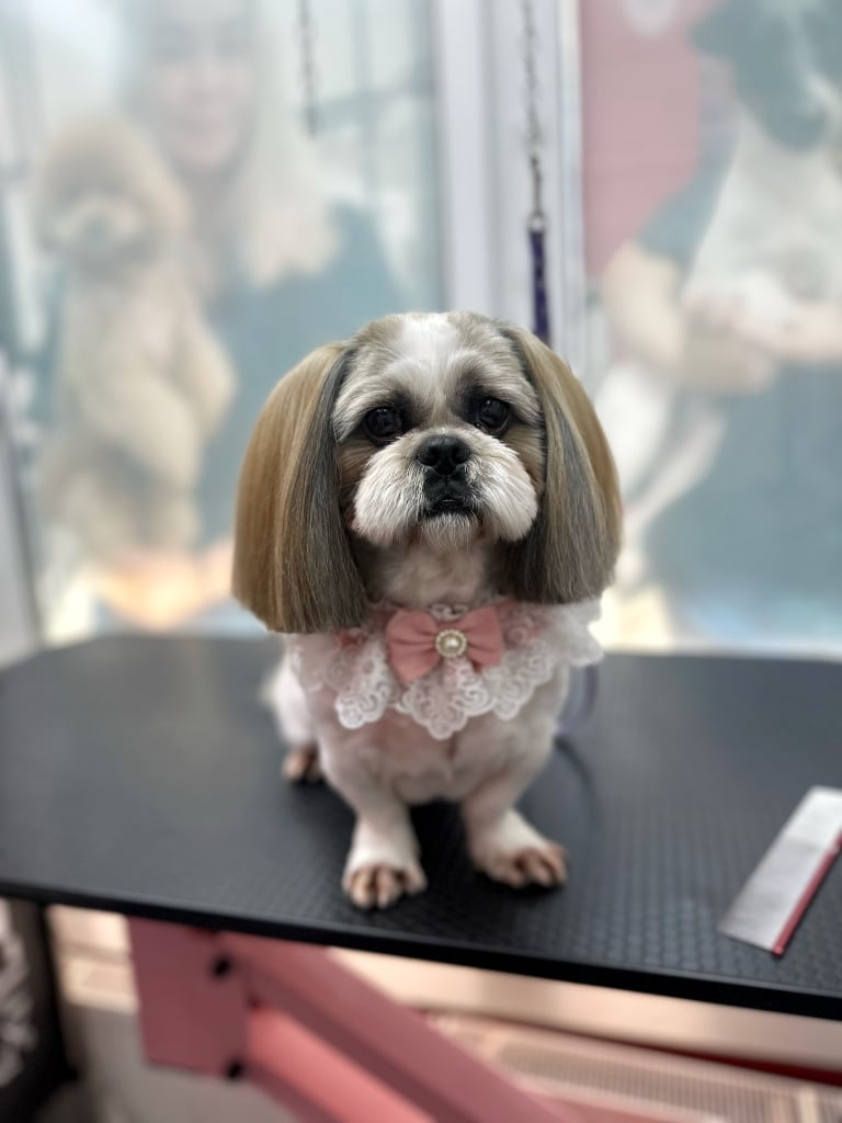 Світлий ши-цу з коричнево-сірими вушками має коричневу шерсть між пальцями від постійної вологи