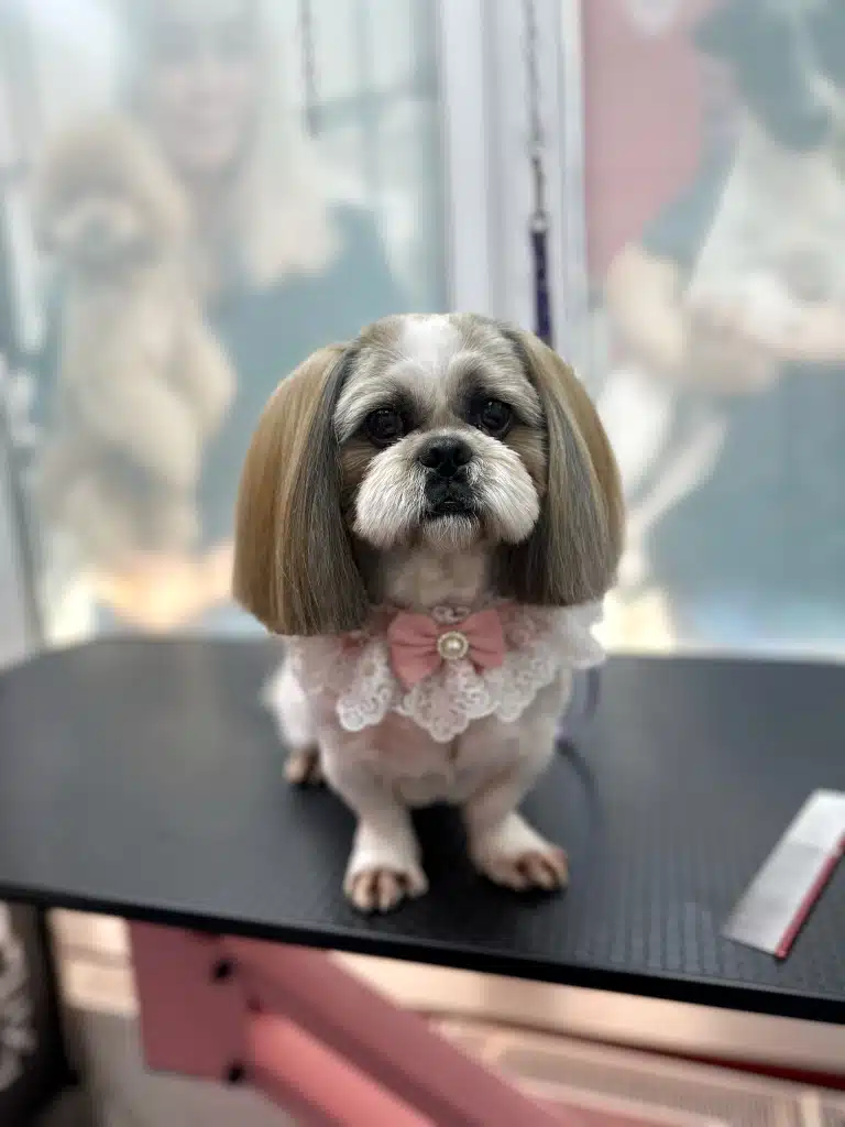 Світлий ши-цу з коричнево-сірими вушками має коричневу шерсть між пальцями від постійної вологи