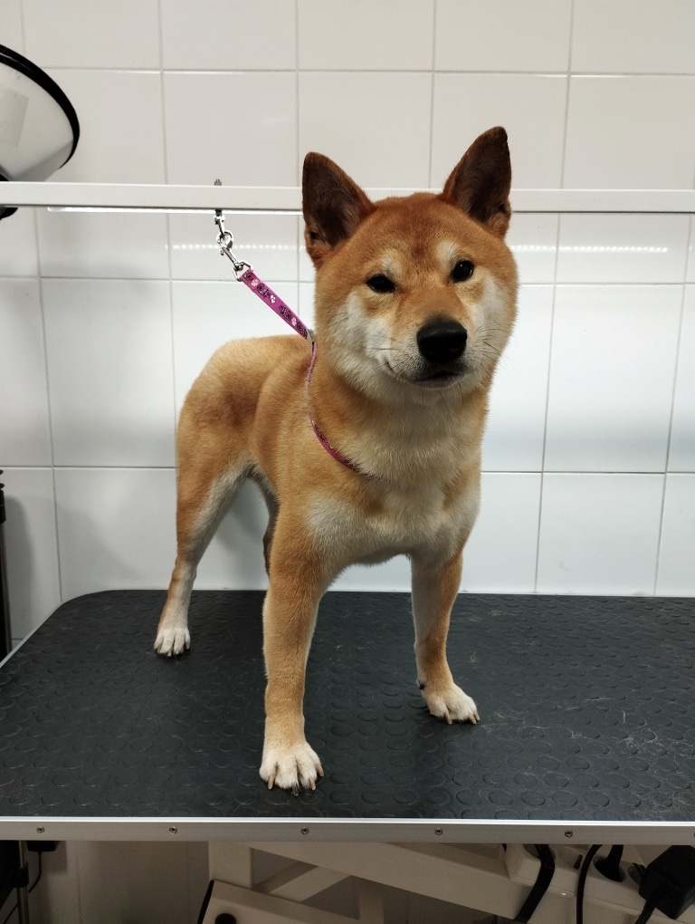 Шиба-іну широко розставив лапи, стоячи на чорному столі в рожевій ринговці