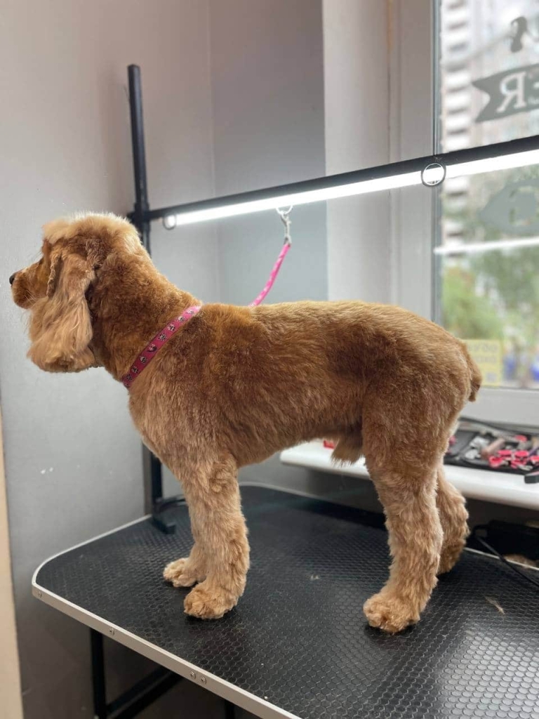 Кокер-спанієль з короткою стрижкою під машинку стоїть боком до вікна під світлом лампи