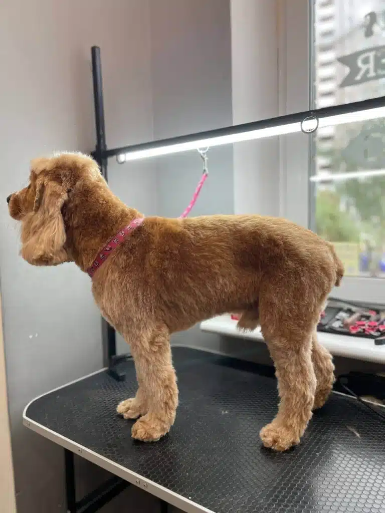 Кокер-спанієль з короткою стрижкою під машинку стоїть боком до вікна під світлом лампи