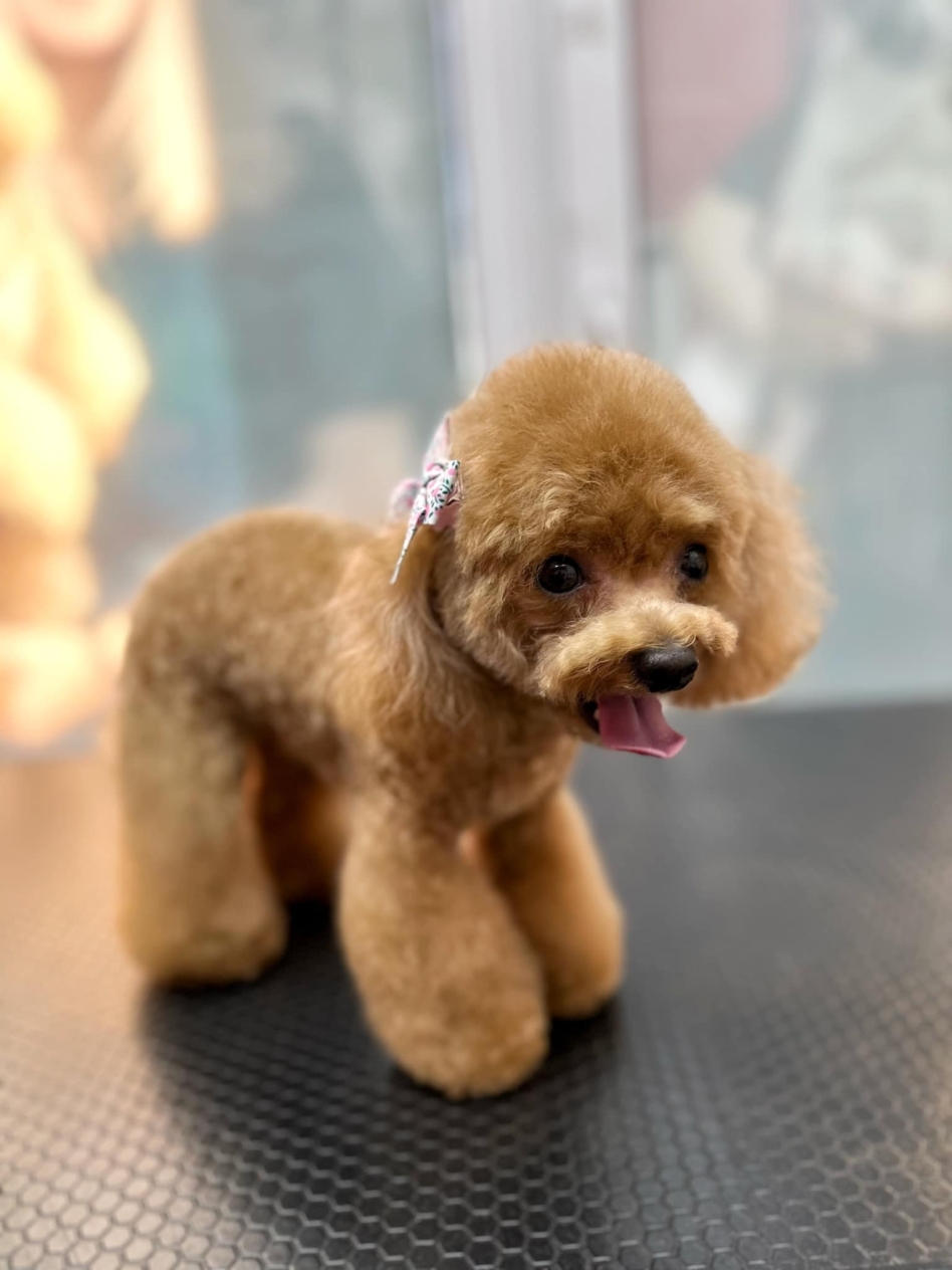 Маленький той-пудель з крихітною плюшкою на морді нахилив голову з висолопленим язиком