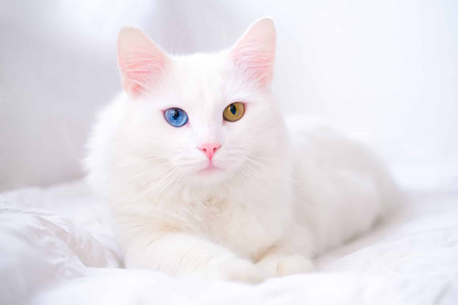 Turkish Angora cat - V.O.G DOG