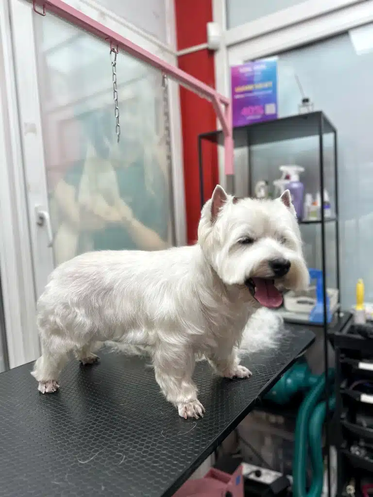 Вест, не зважаючи на тримінг, має забриті лапки, як в породній стрижці для пуделів