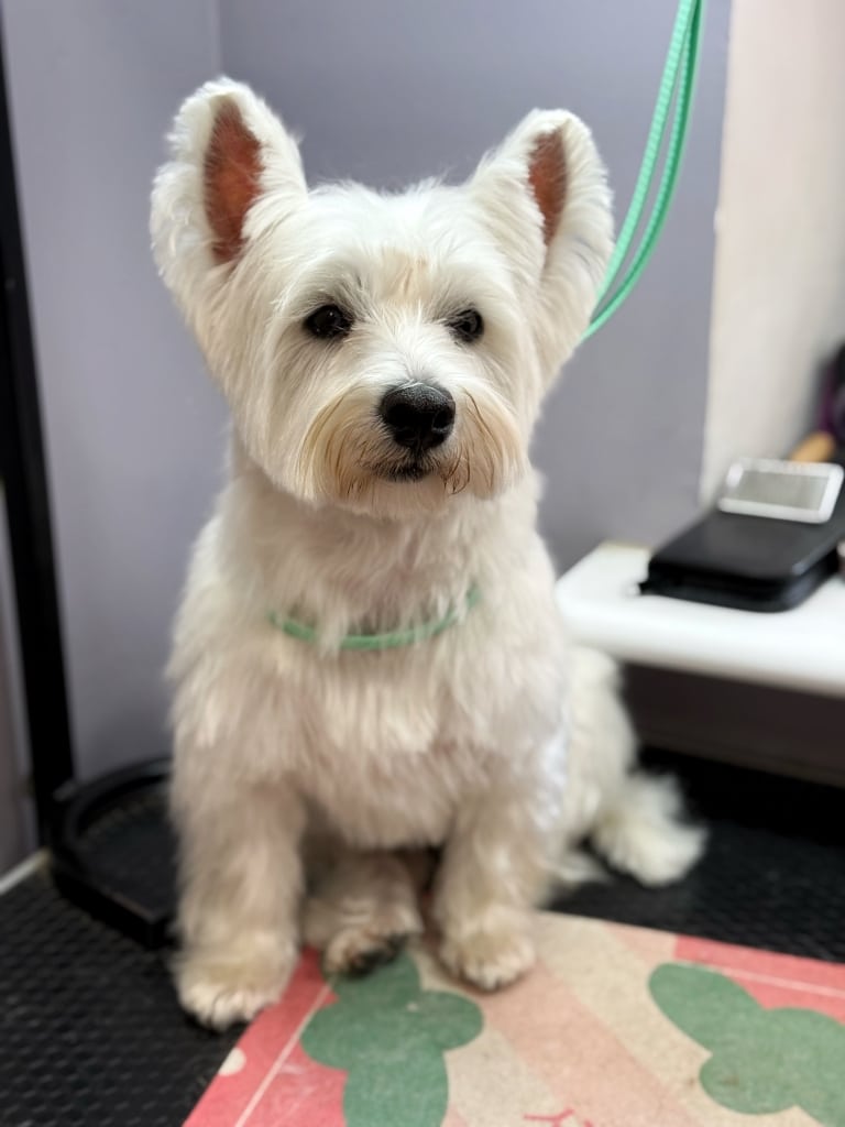 Вест має трохи коричневої шерсті навколо рота, яка вже стала вологою від облизування