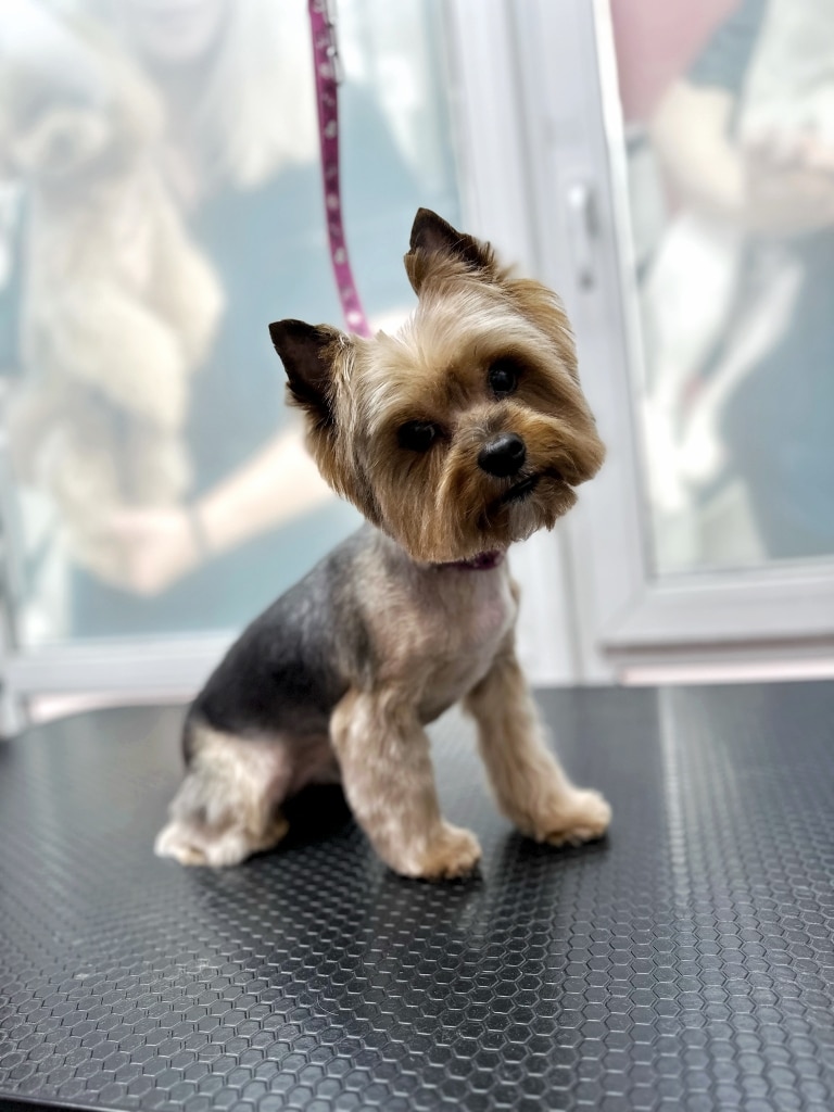 Йорк на рожевій ринговці сидить боком на столі, повернувши голову до камери