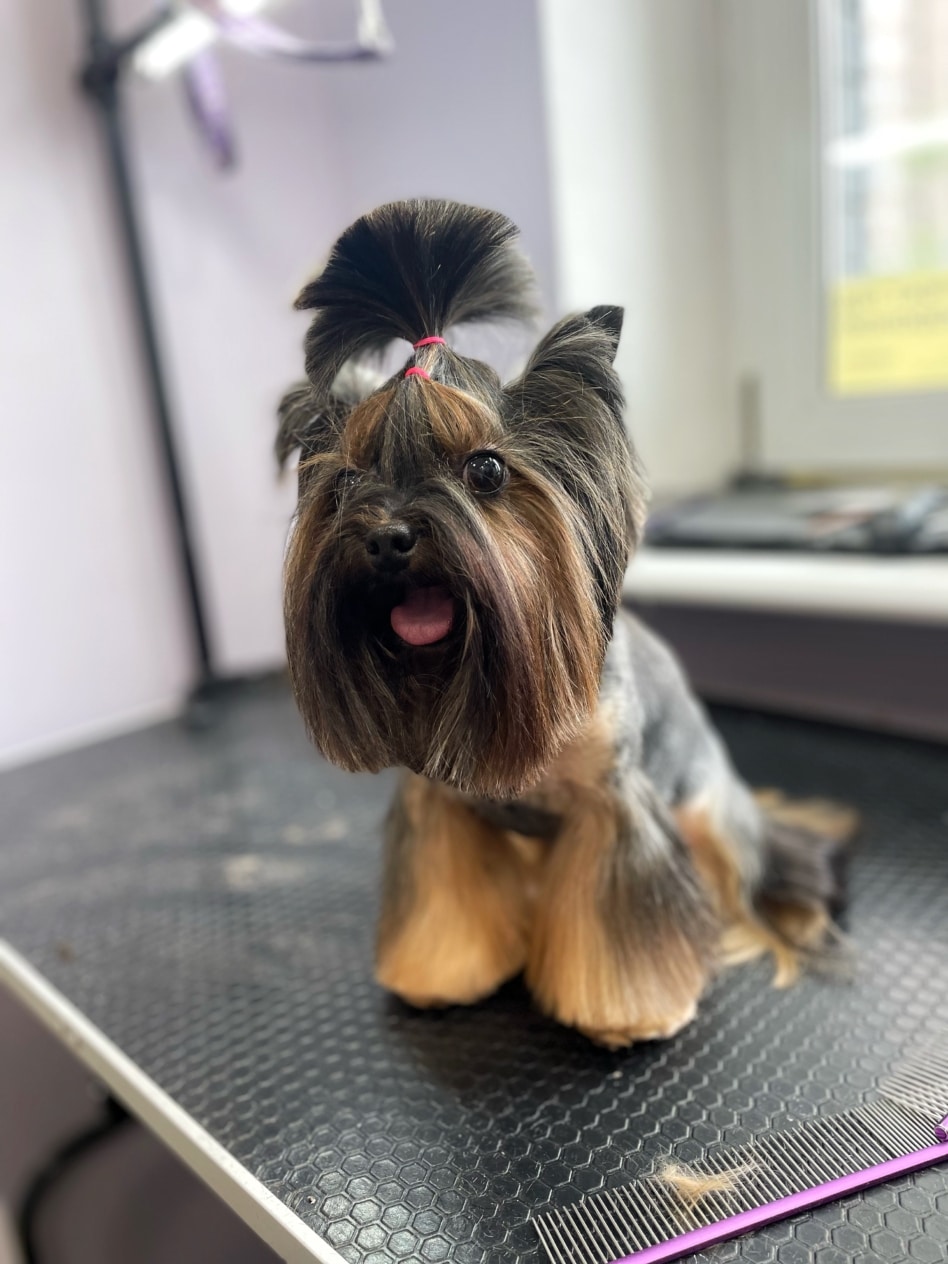 Йорк з довгою шерстю на морді та лапах має топ кнот, зав'язаний рожевими режинками