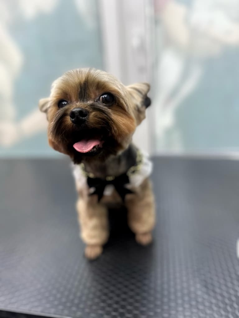 Йорк притис вушка до голови та відкрив рота, показавши кінчик язика