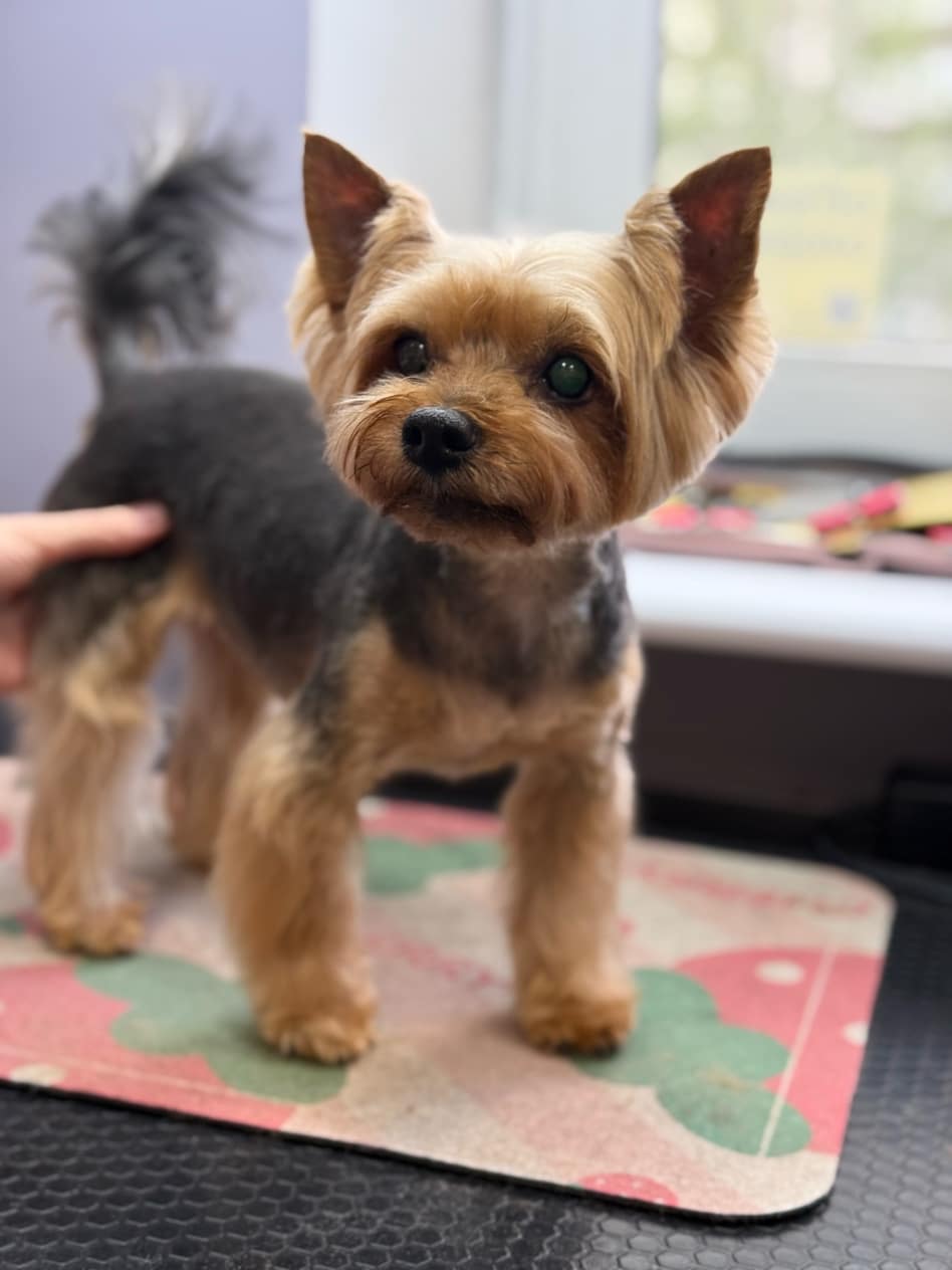 Грумер притримує рукою йорка за задню ногу для фотографування результату стрижки